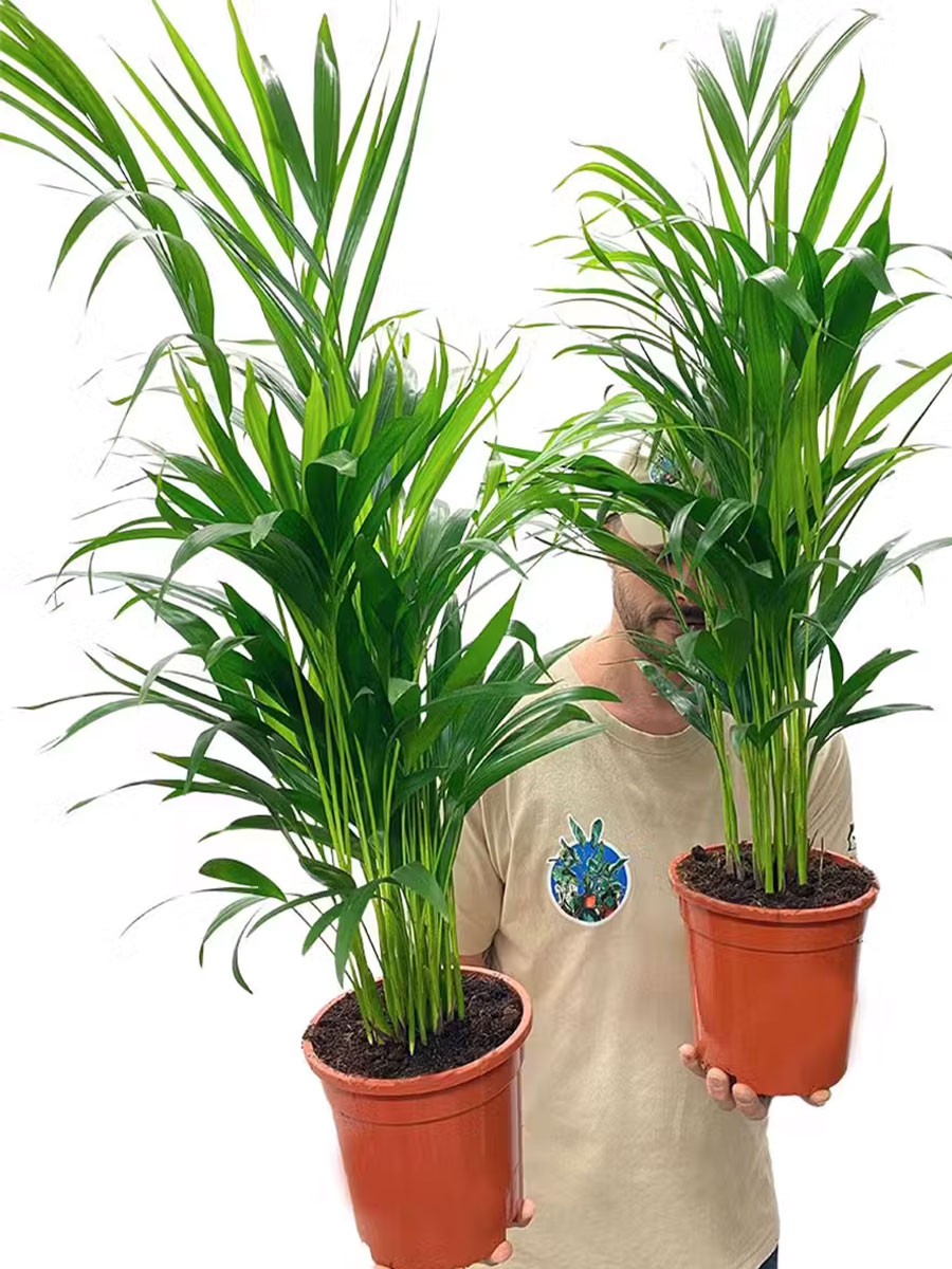 Areca Goldfruchtpalme M