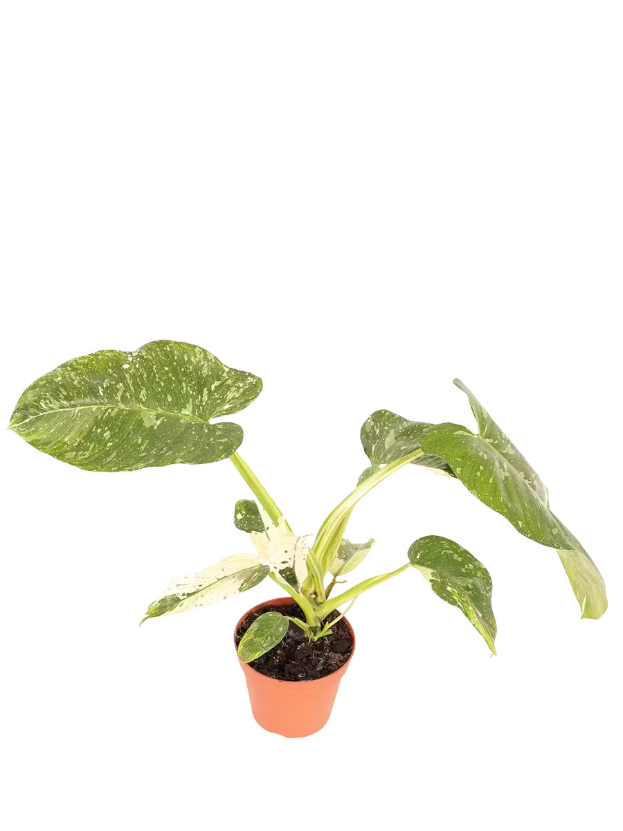 Philodendron Jose Buono