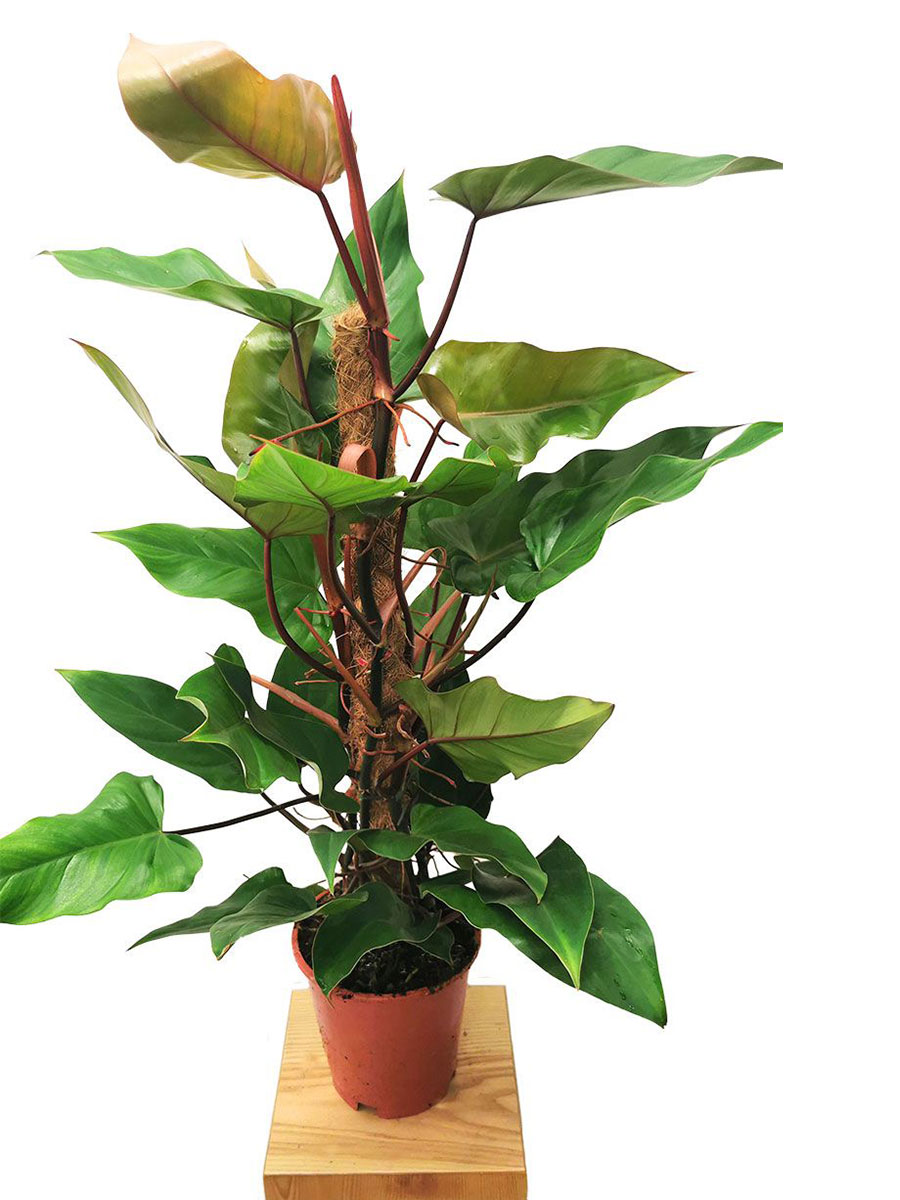 Philodendron Red Emerald