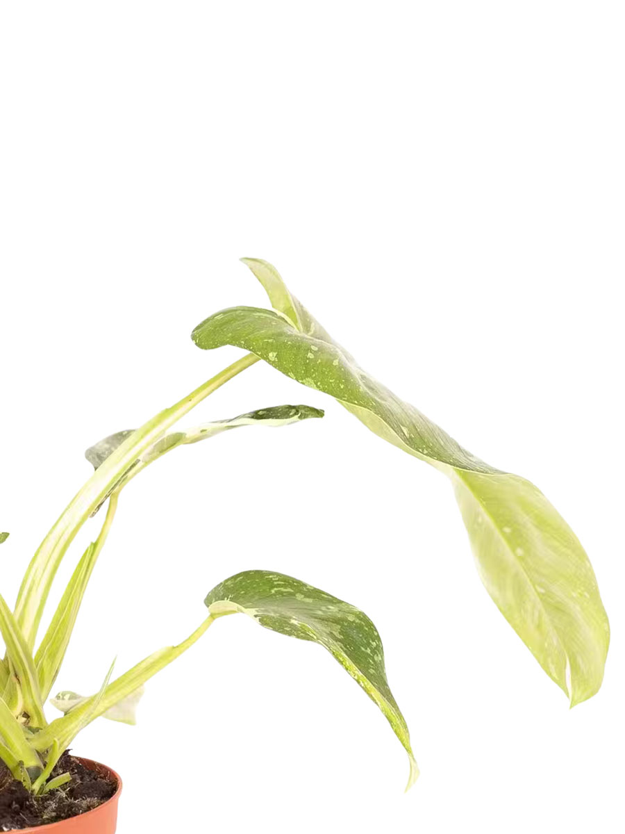 Philodendron Jose Buono