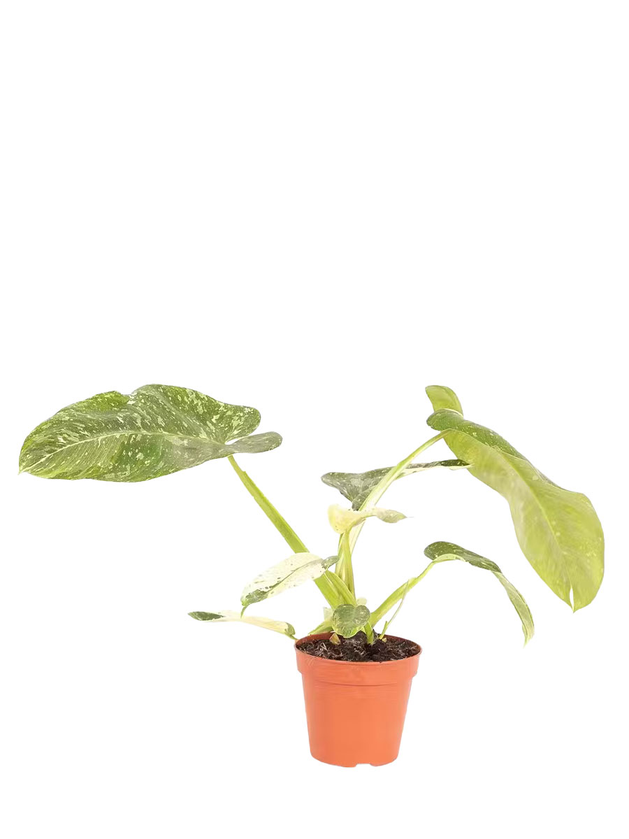 Philodendron Jose Buono