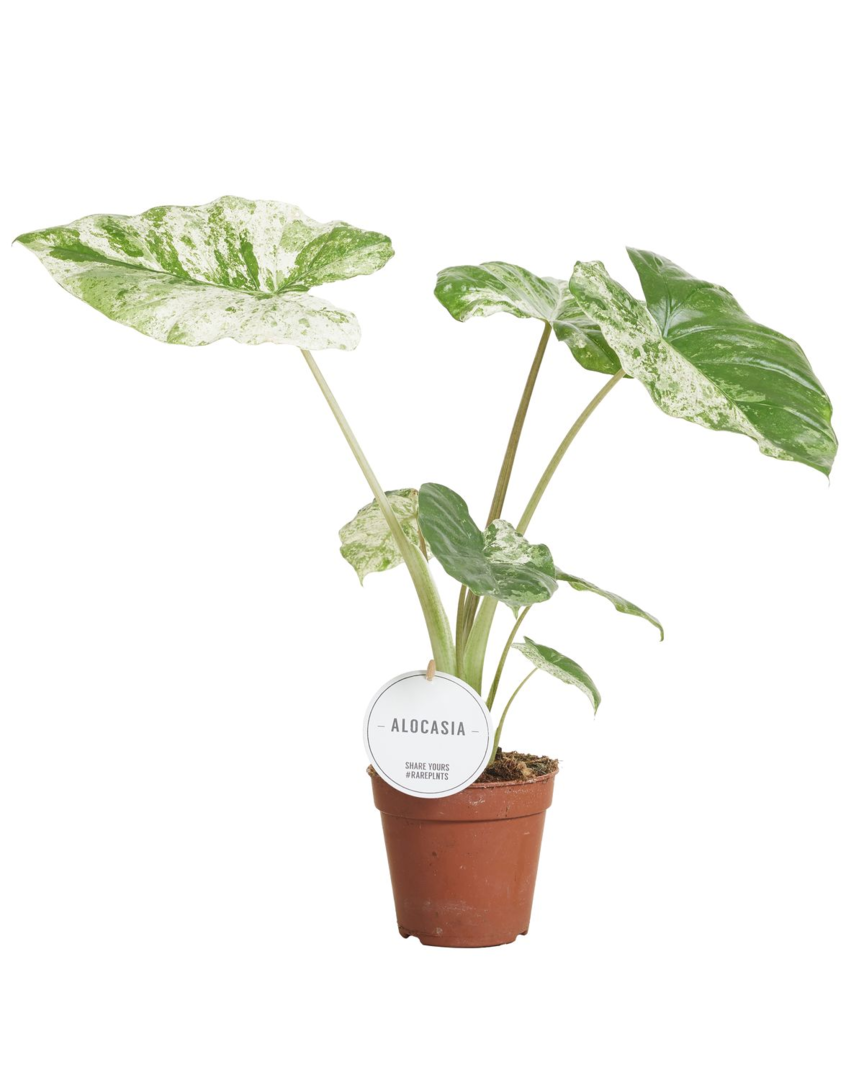 Alocasia Macrorrhiza Splash