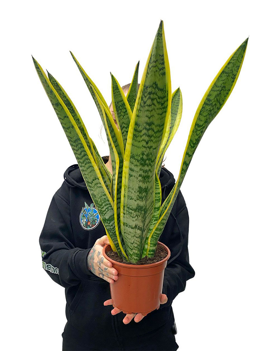 Bogenhanf Sansevieria Laurentii M