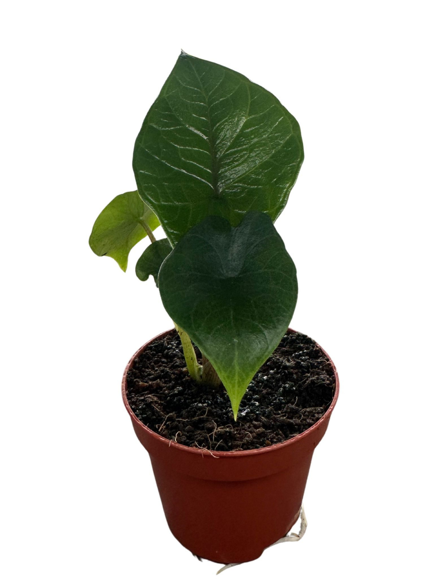 Baby Alocasia Scalprum