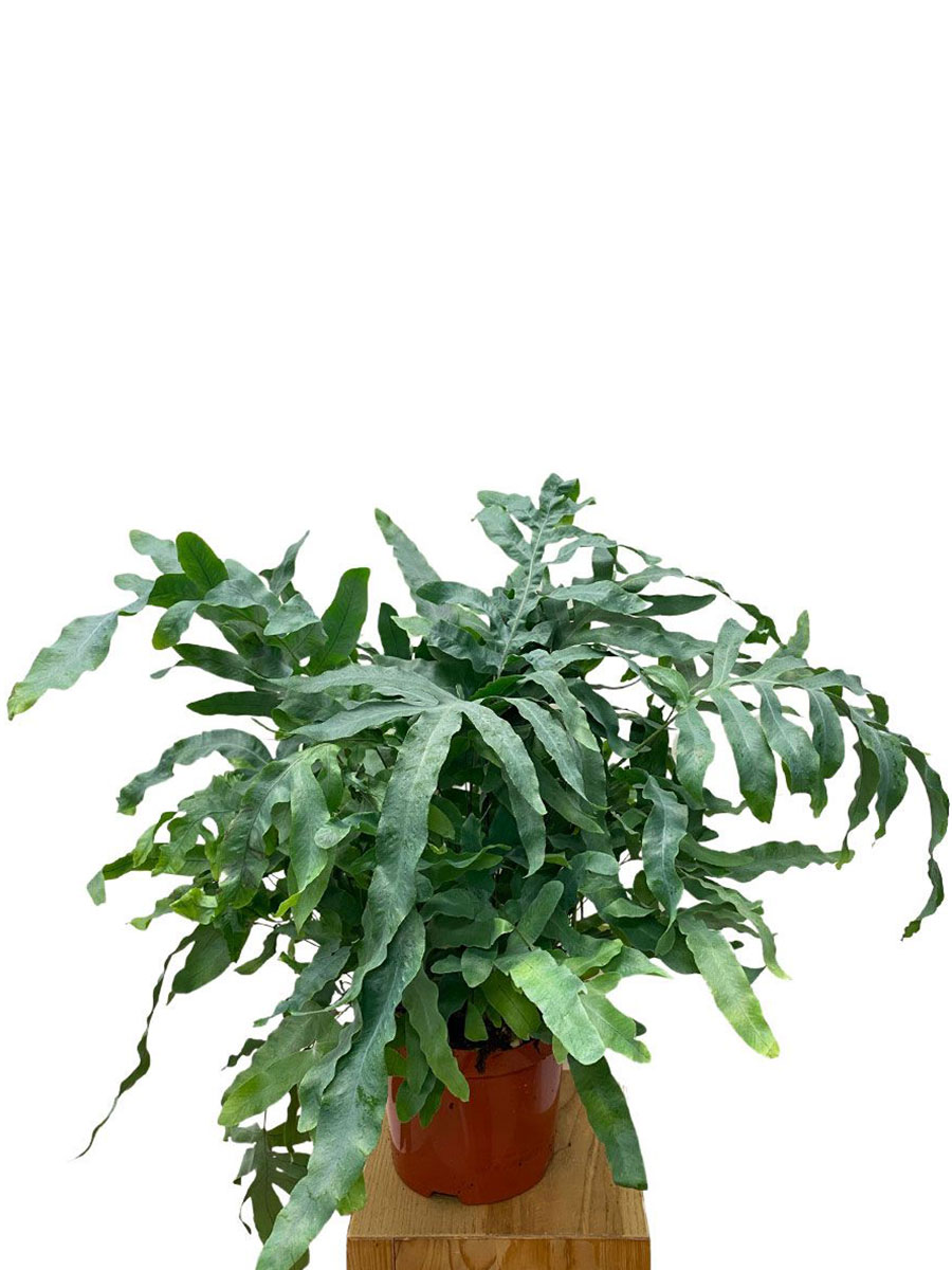 Tüpfelfarn Phlebodium Blue Star