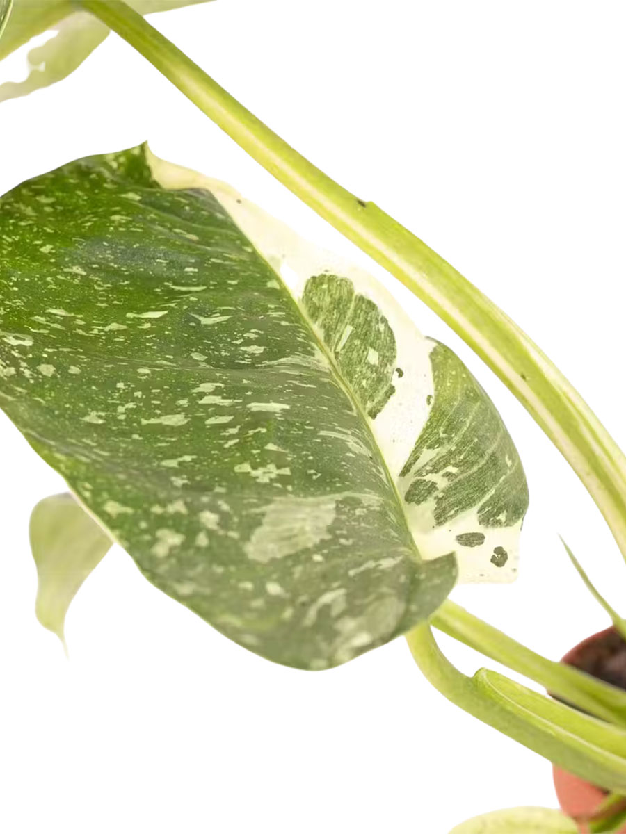 Philodendron Jose Buono