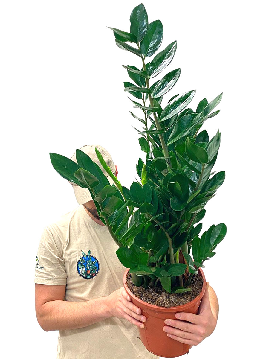 Glücksfeder Zamioculcas M