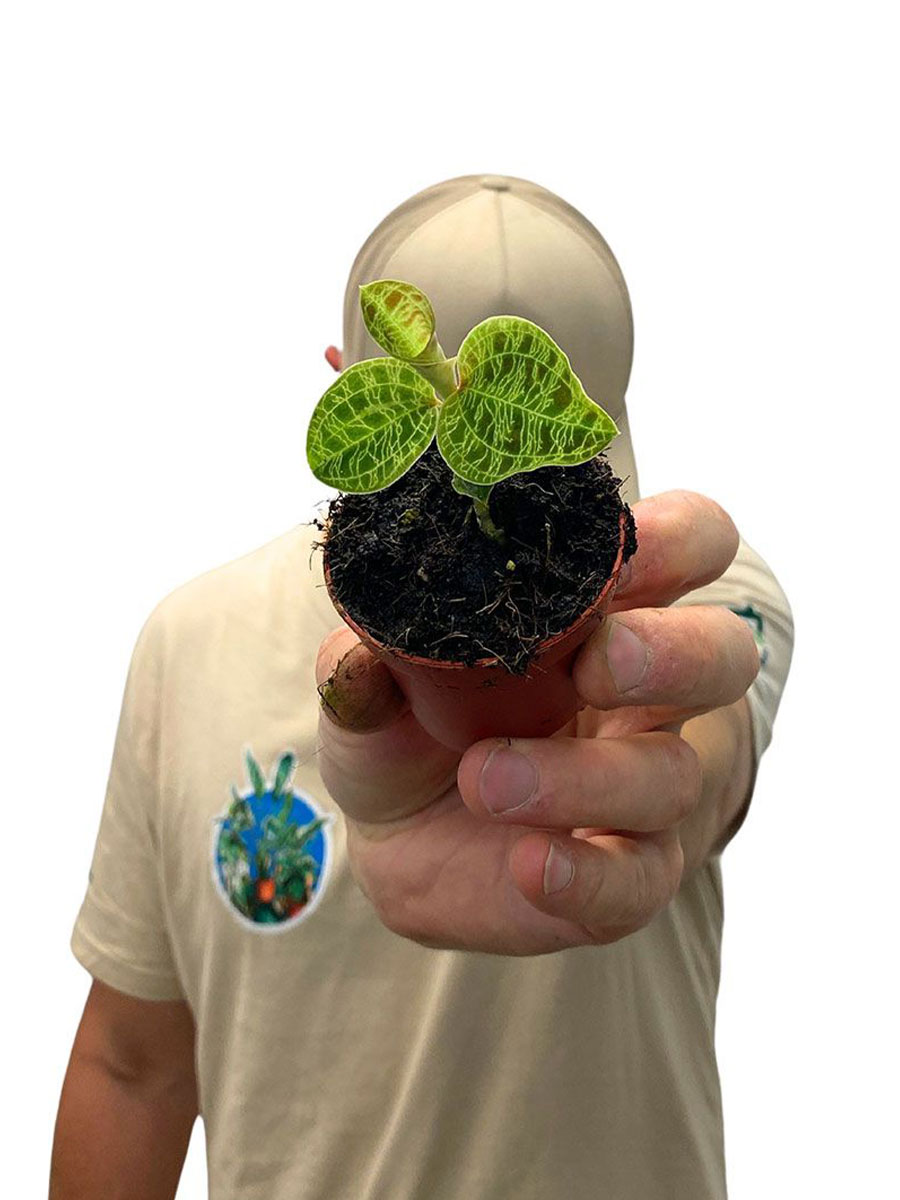 Juwelorchidee Macodes Petola