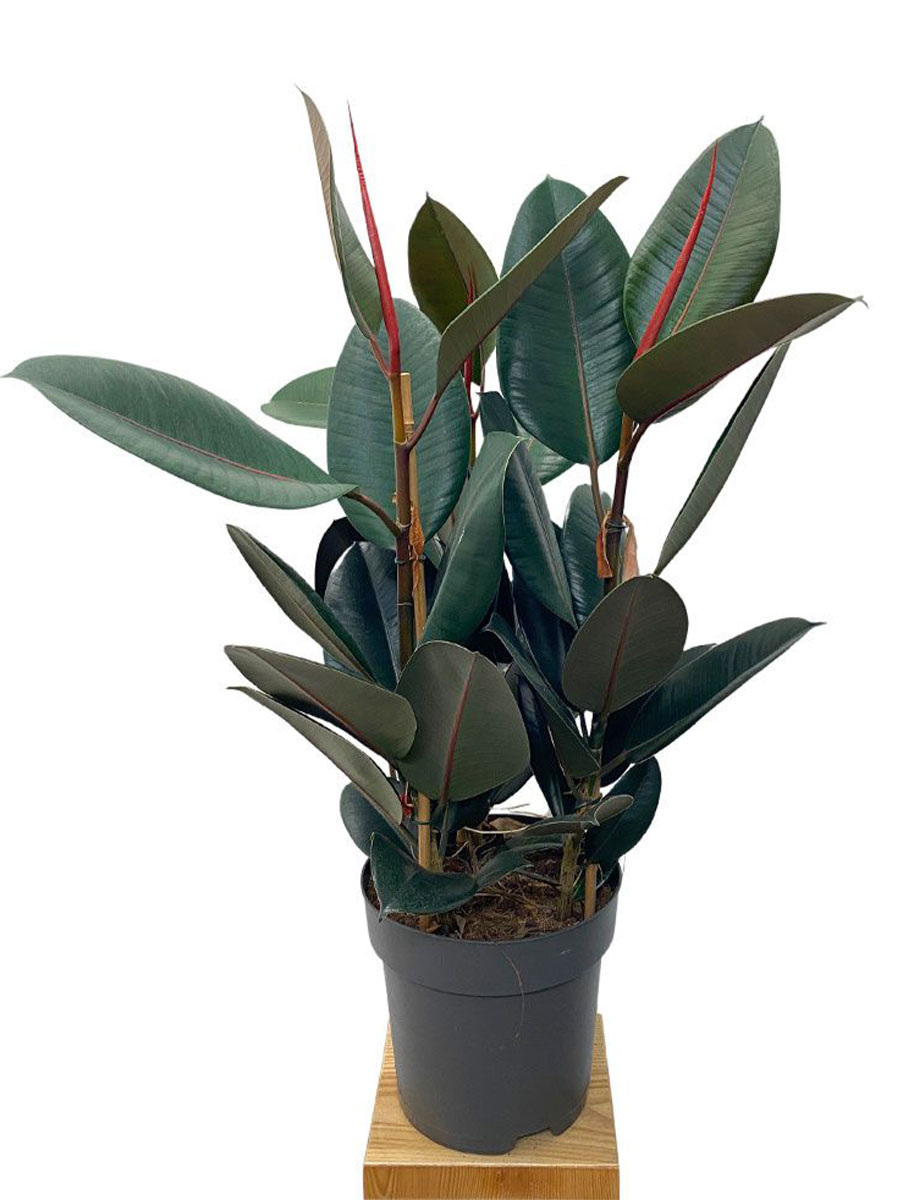 Gummibaum Ficus Abidjan