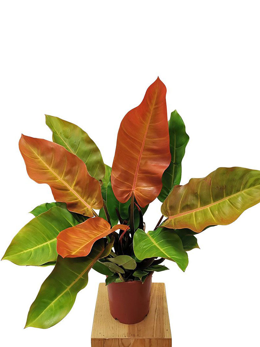 Philodendron Prince of Orange