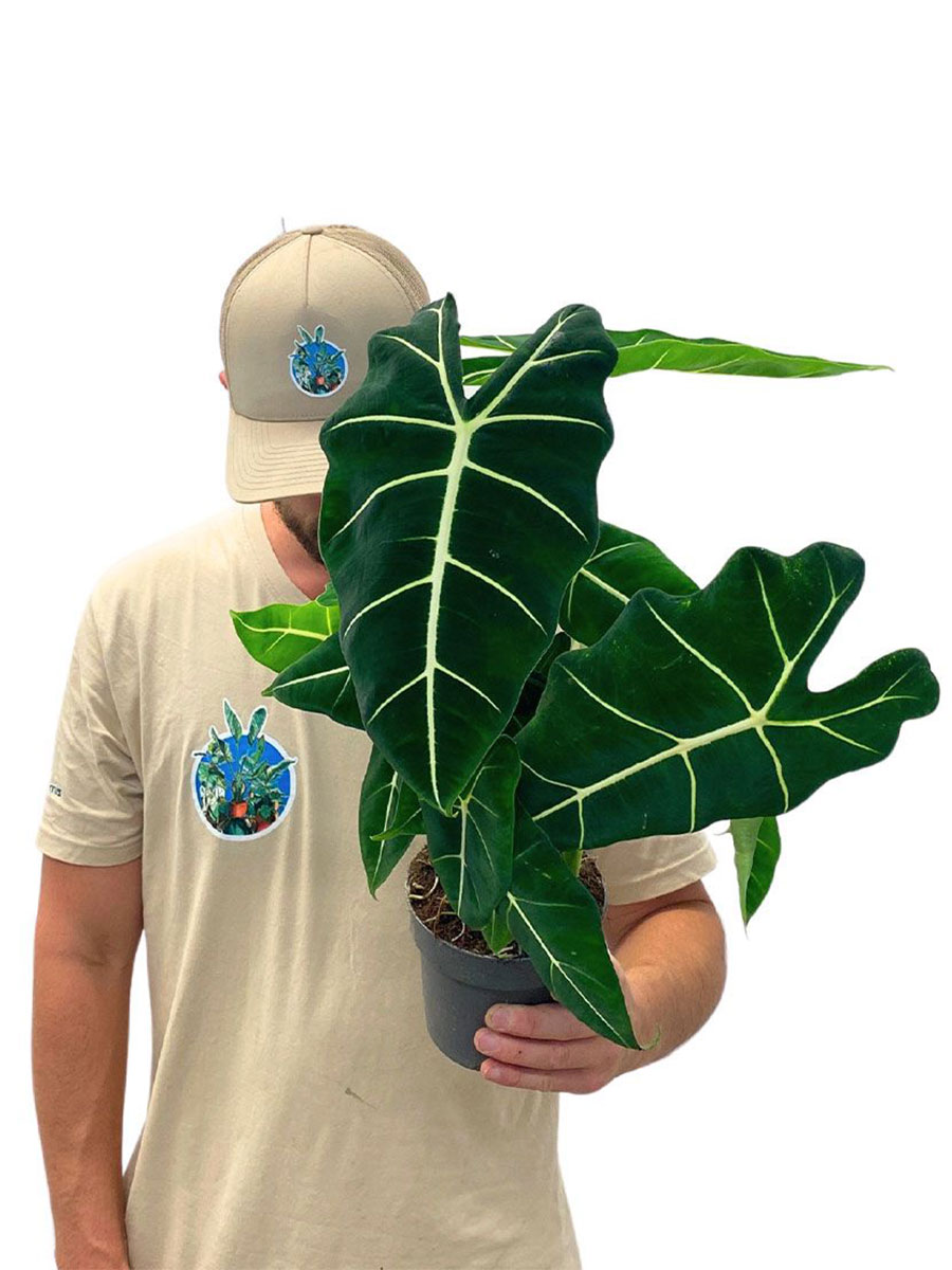 Alocasia Frydek