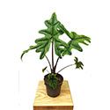 Alocasia