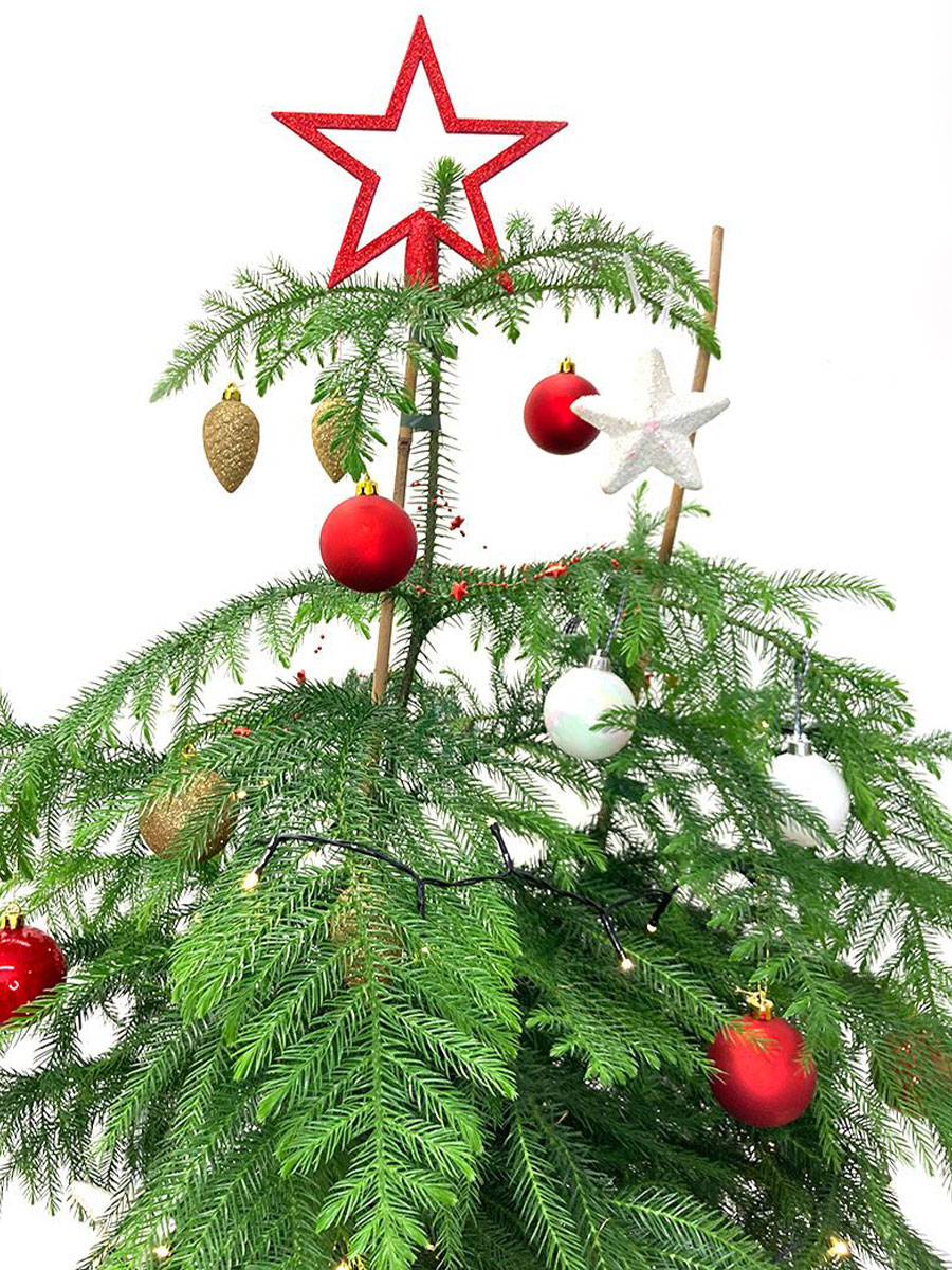 Zimmertanne Araucaria Heterophylla M