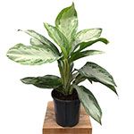 Aglaonema