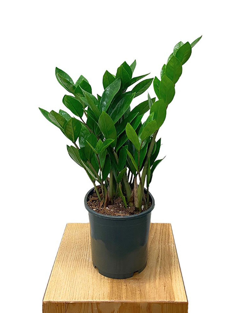 Glücksfeder Zamioculcas S