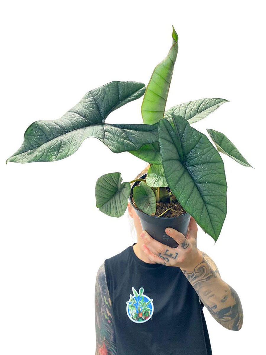 Alocasia Platinum