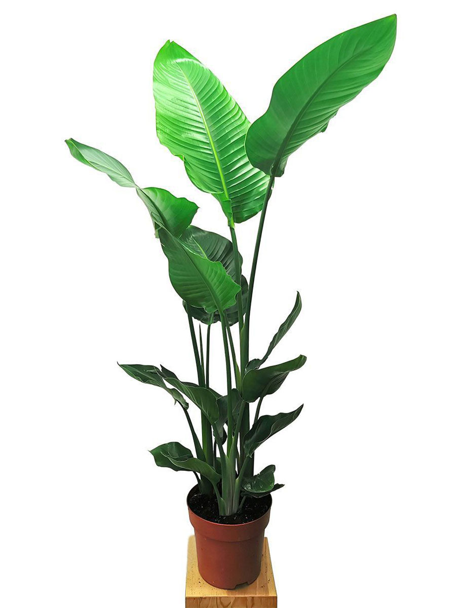 Strelitzia Nicolai M