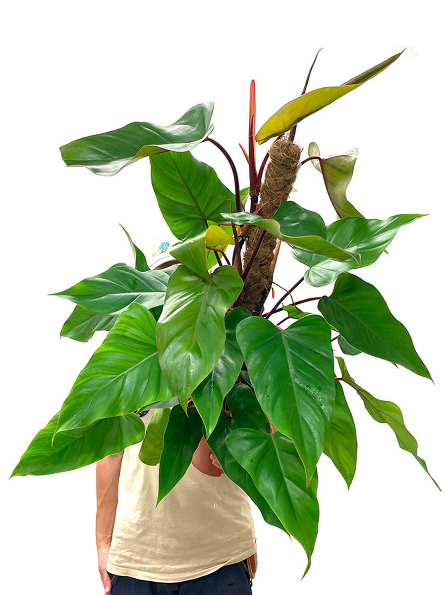 Philodendron Red Emerald