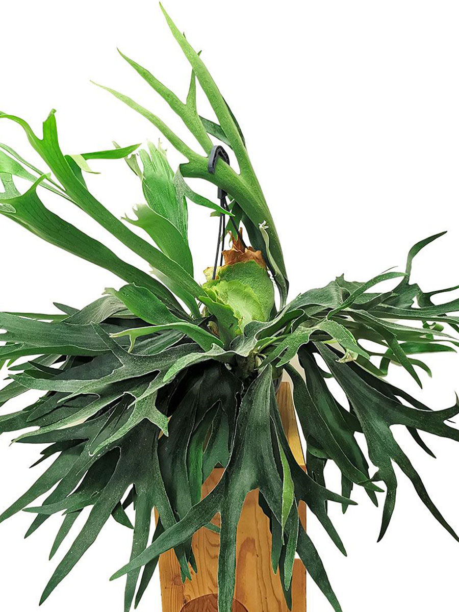 Hänger - Geweihfarn Platycerium bifucatum