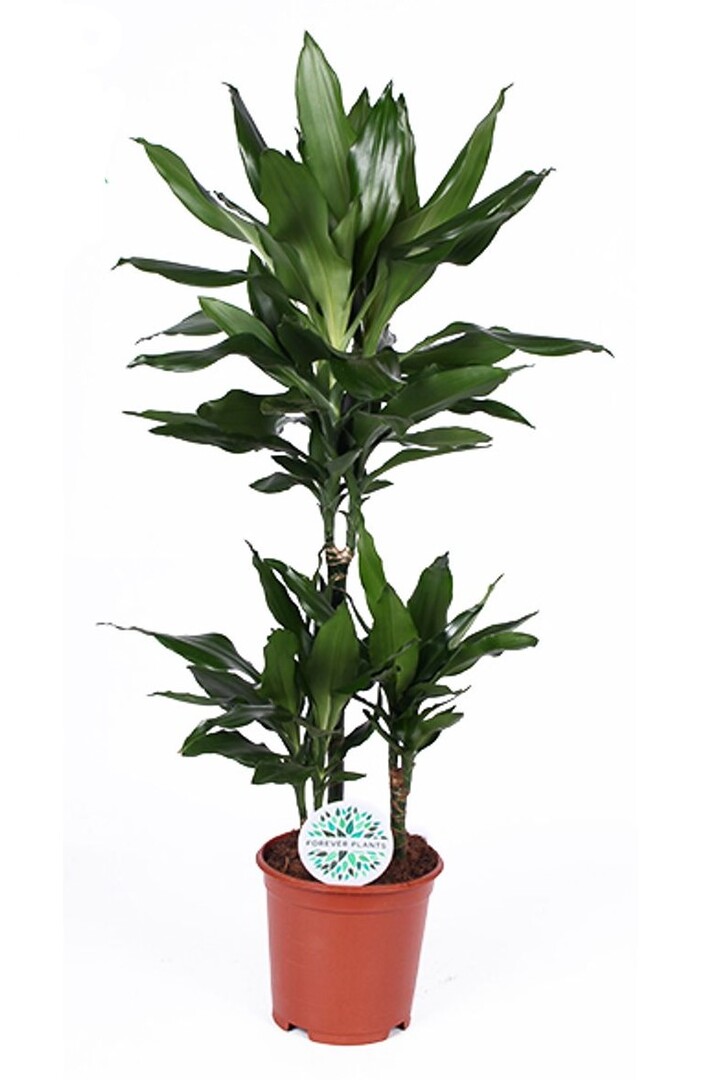 Drachenbaum Dracaena Janet Lind L