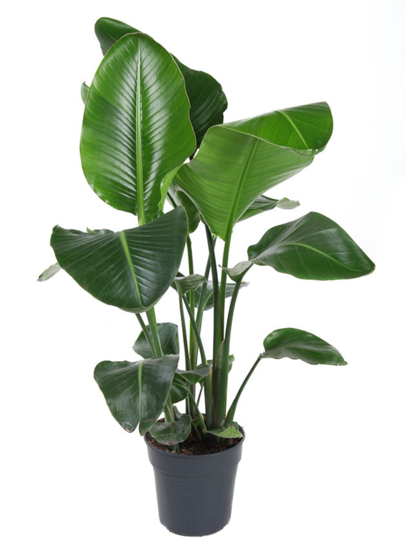 Strelitzia Nicolai L