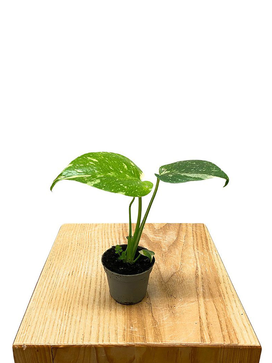 Baby Monstera Thai Constellation