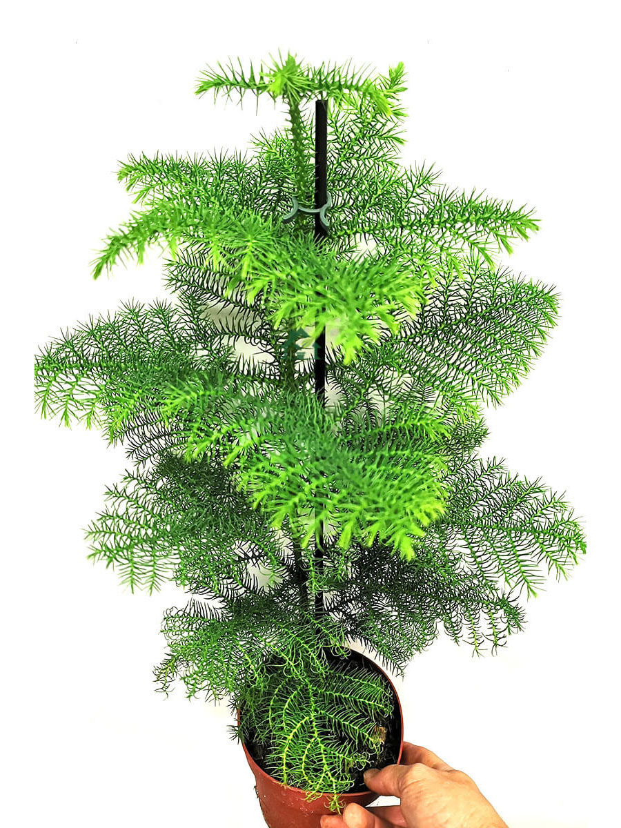 Zimmertanne Araucaria Heterophylla M