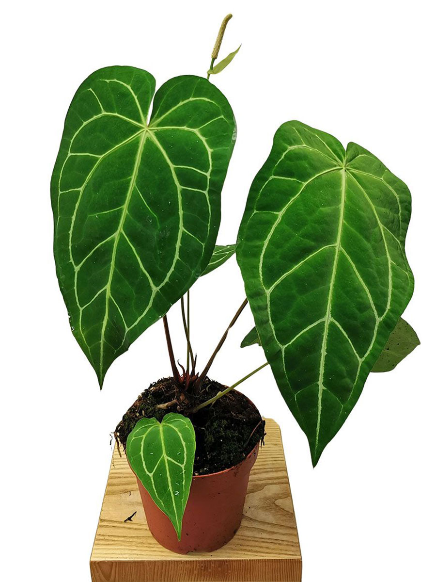 Anthurium Chrystallinum