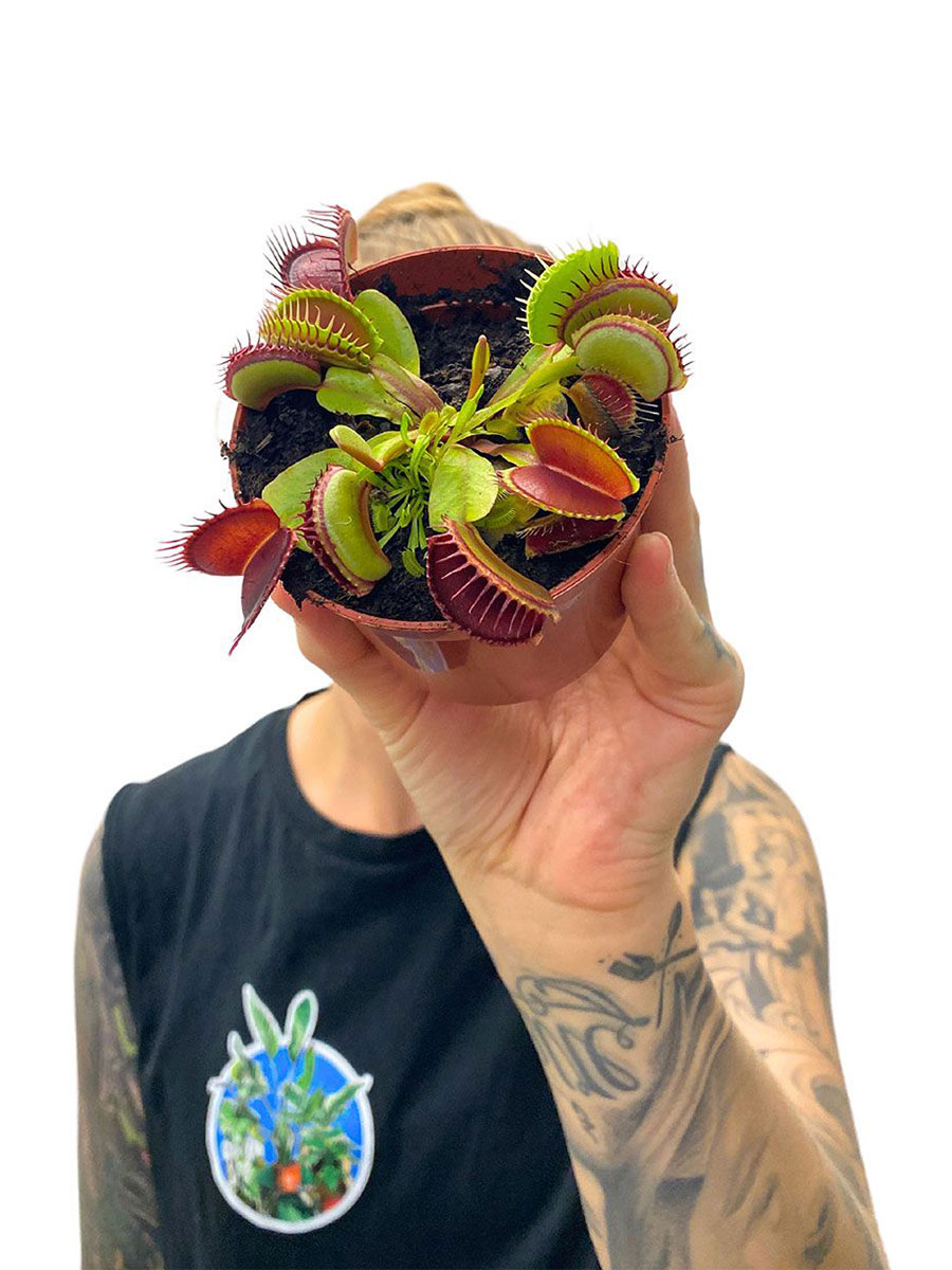 Venusfliegenfalle Dionaea Fleischfressende Pflanze 