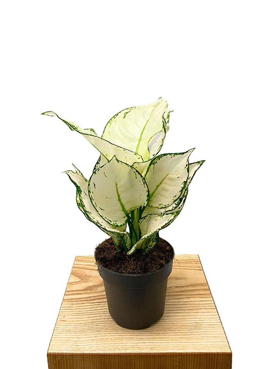 Aglaonema White Joy 