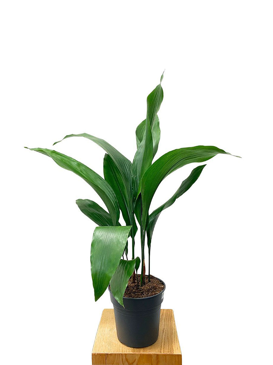 Schusterpalme Aspidistra Elatior