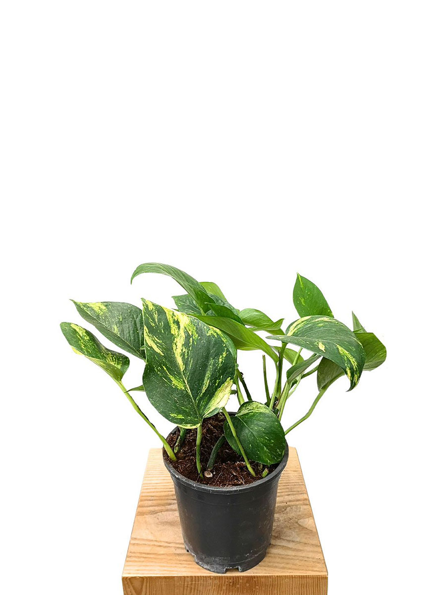 Epipremnum Pinnatum Aureum