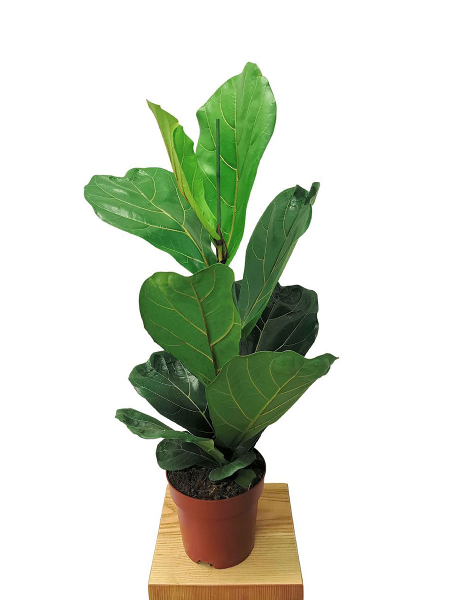 Geigenfeige Ficus Lyrata M