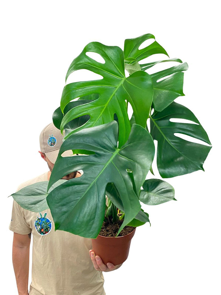 Monstera Deliciosa Busch
