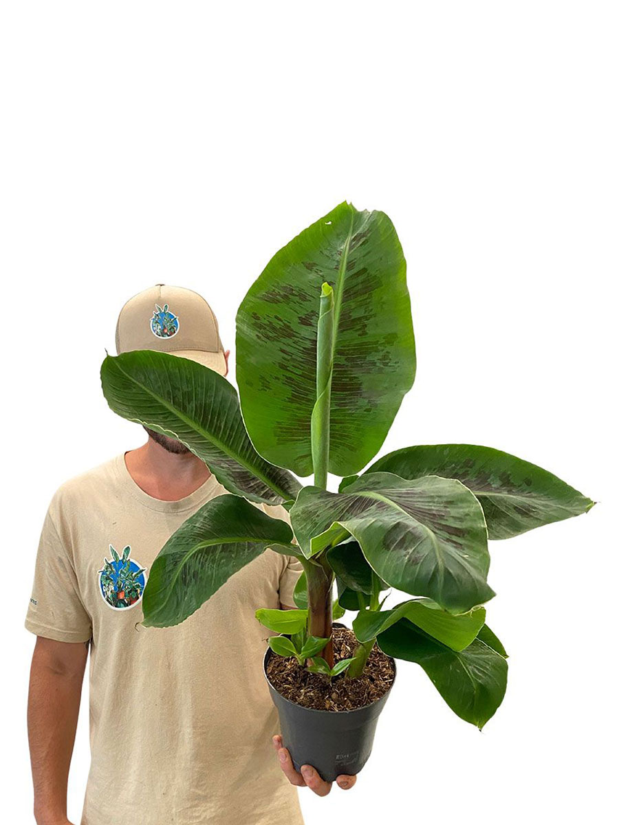 Zimmerbanane Musa Oriental Dwarf