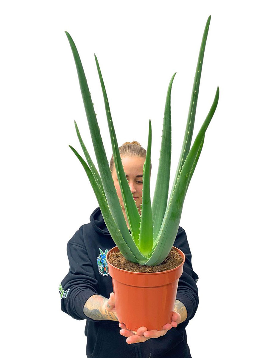 Aloe Vera Bio M