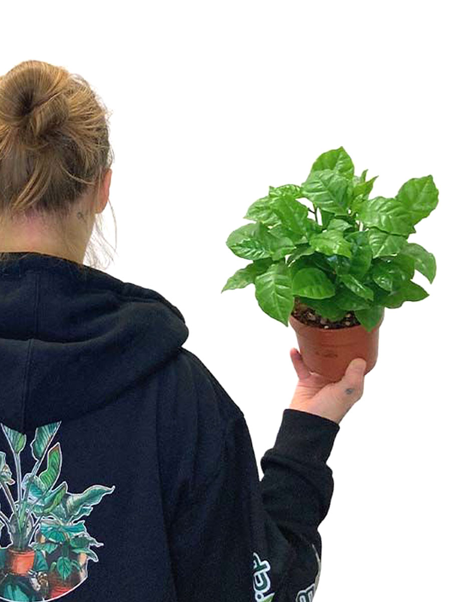 Kaffeebaum Coffea Arabica