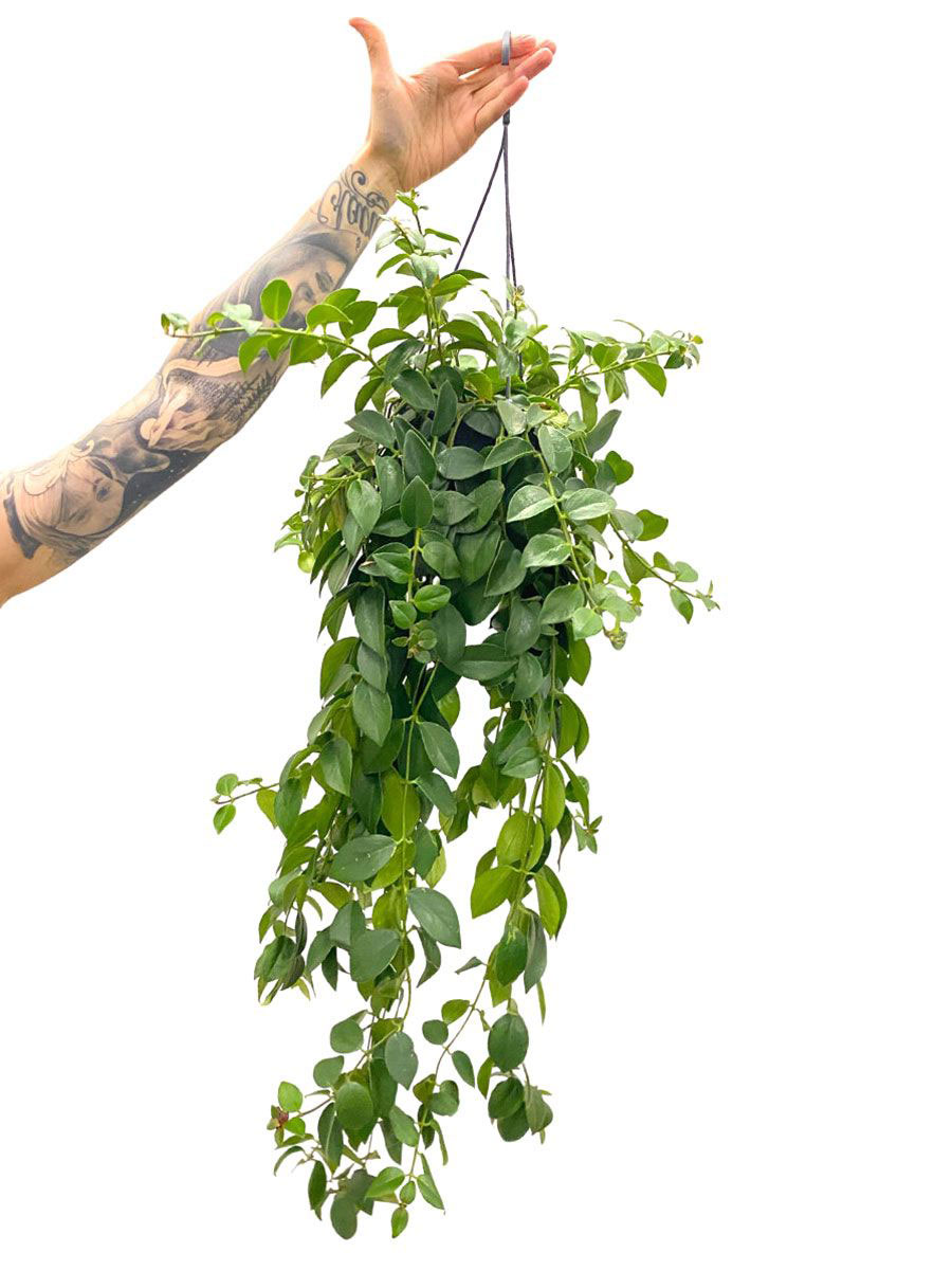 Hänger - Lipstick Plant Aeschynanthus