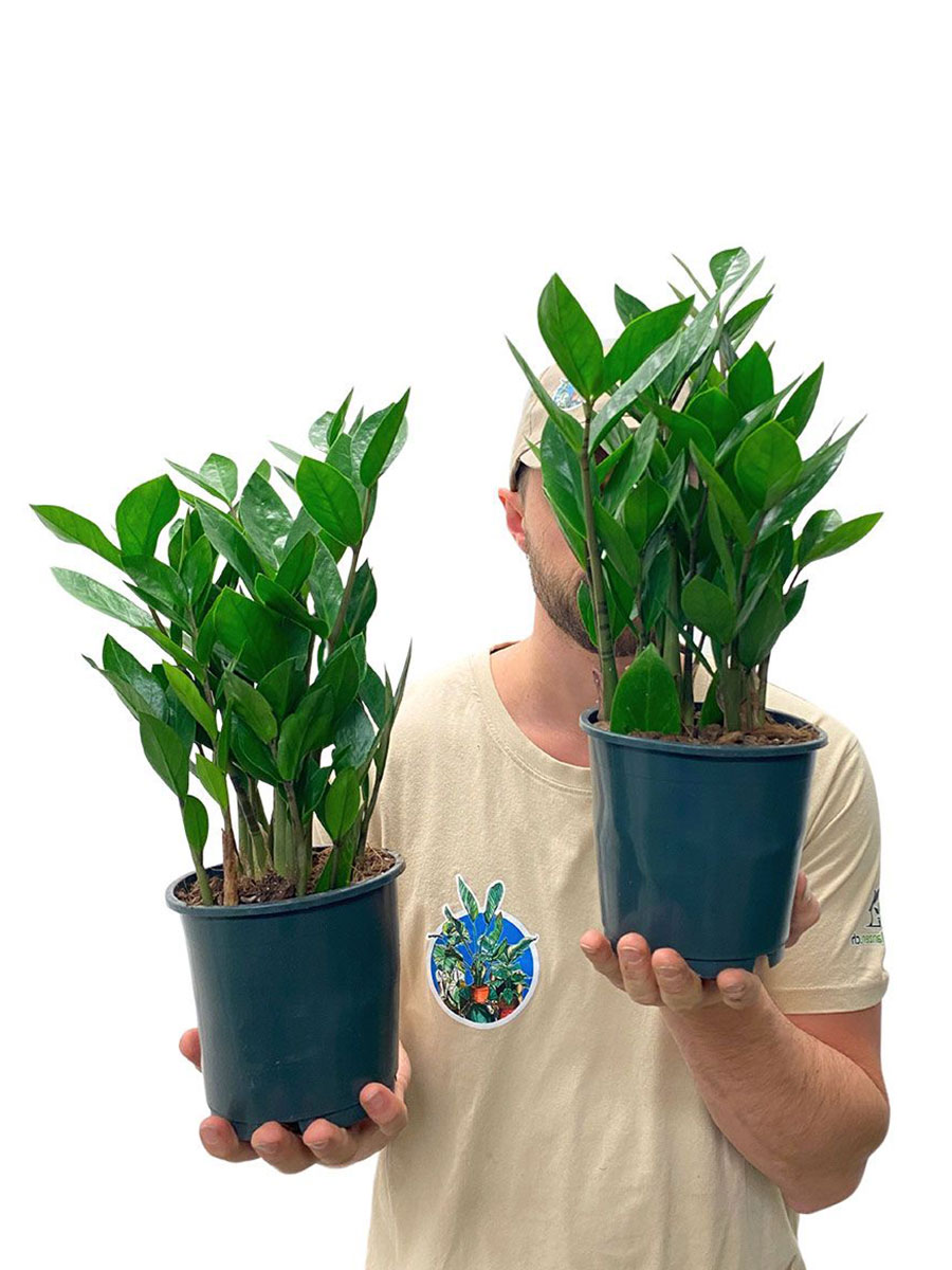 Glücksfeder Zamioculcas S