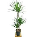 Dracaena