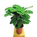 Calathea