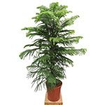 Araucaria