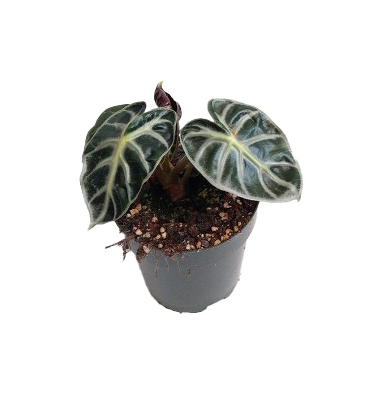 Alocasia Balloon Heart