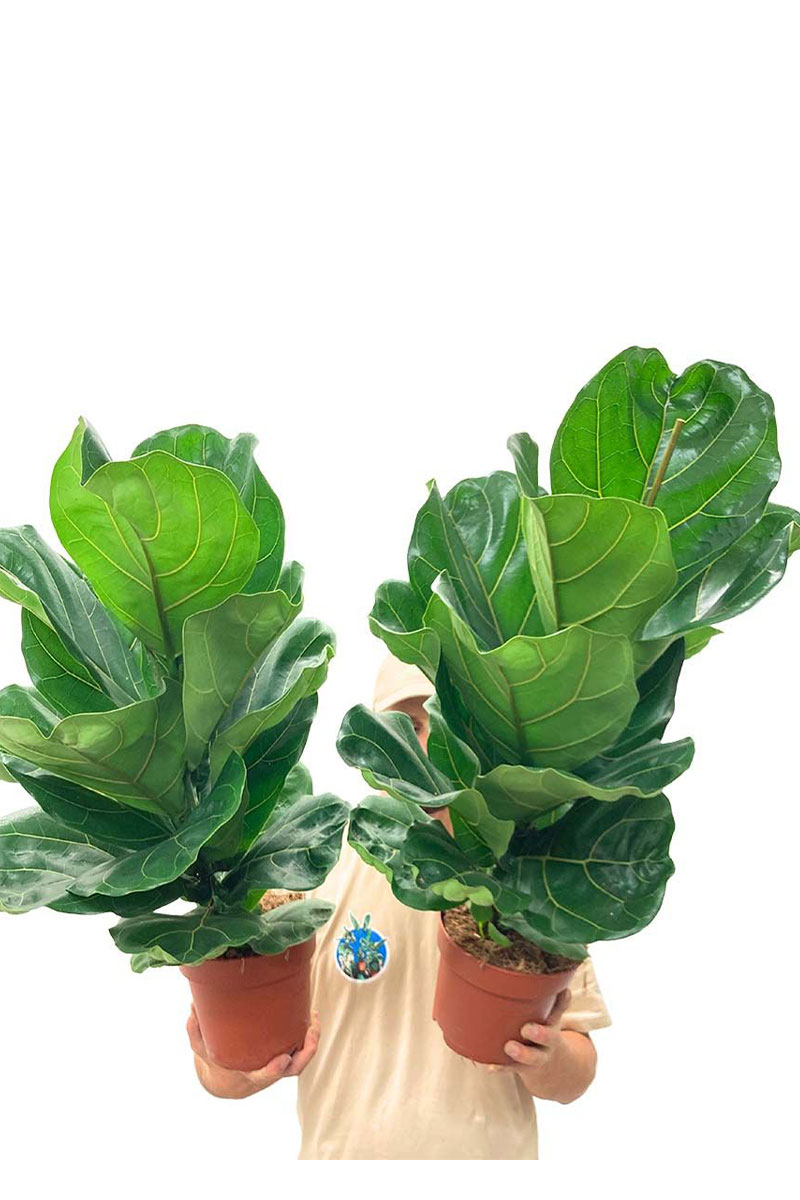 Geigenfeige Ficus Lyrata M