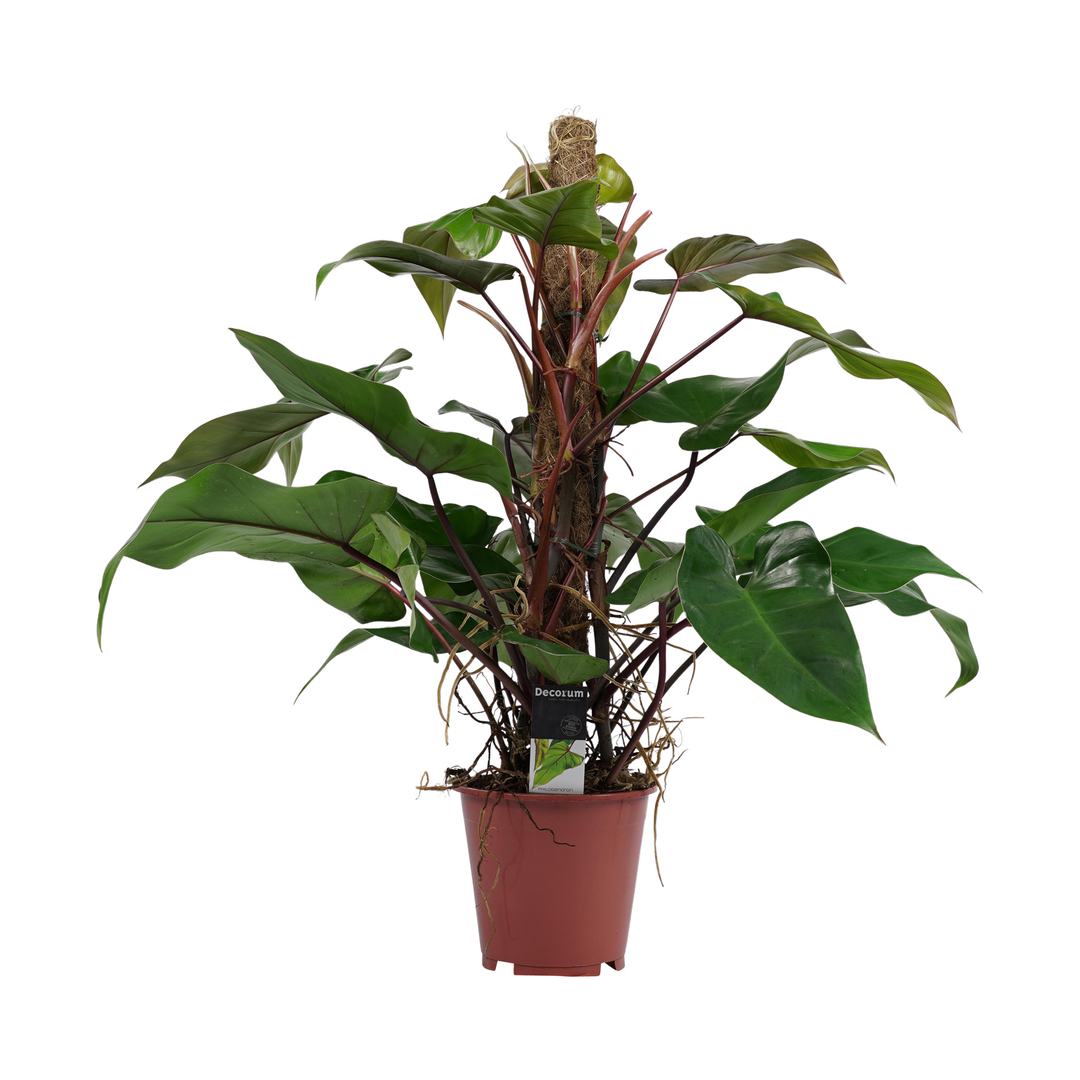 Philodendron Red Emerald