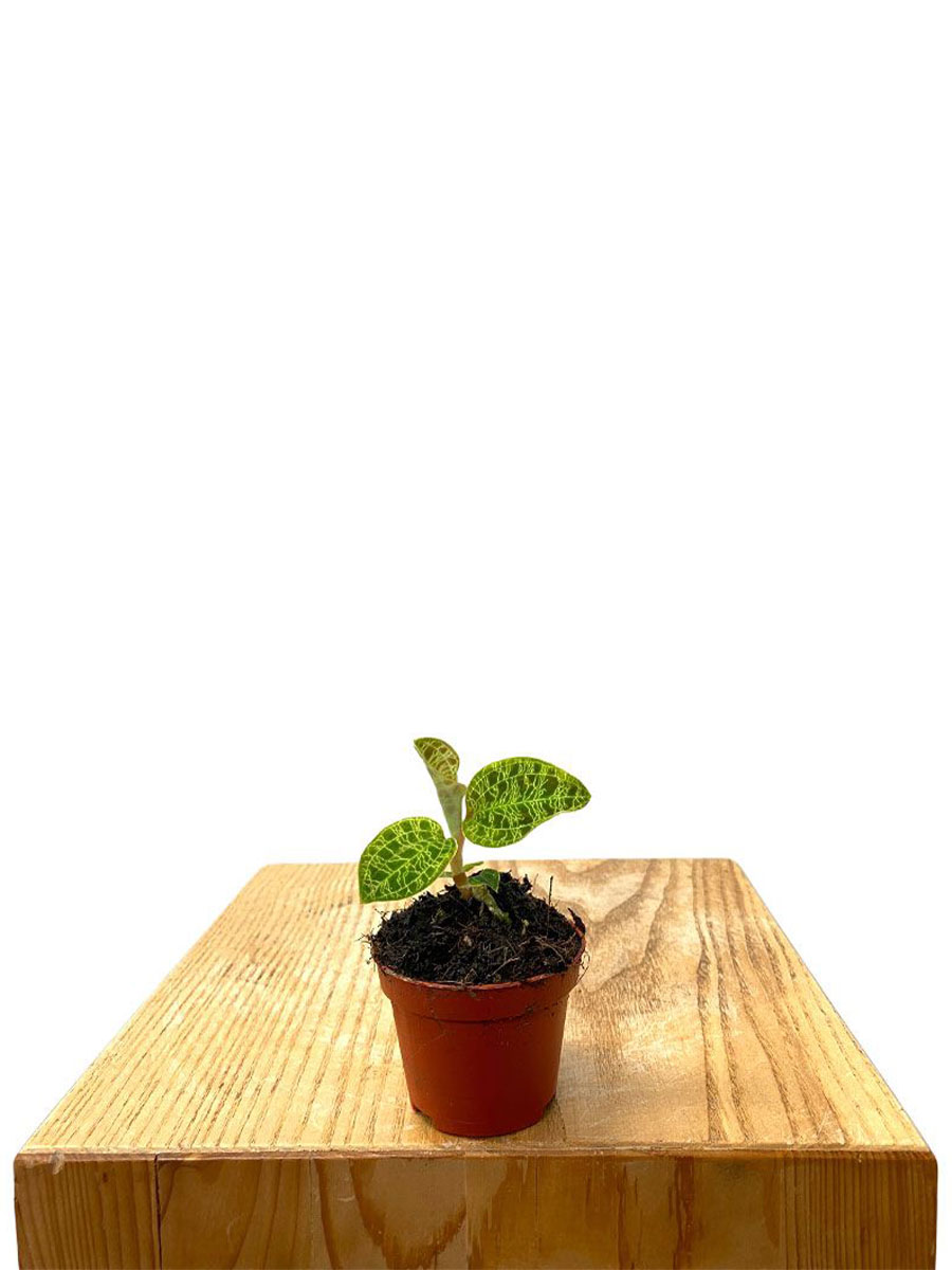 Juwelorchidee Macodes Petola