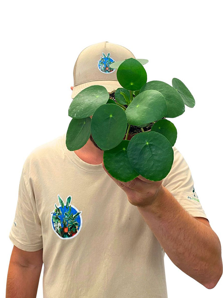 Hänger - Ufopflanze Pilea Peperomioides