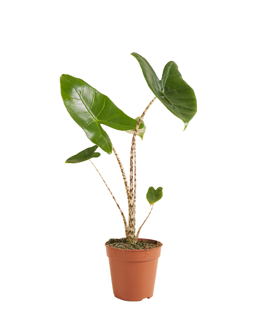 Alocasia Zebrina