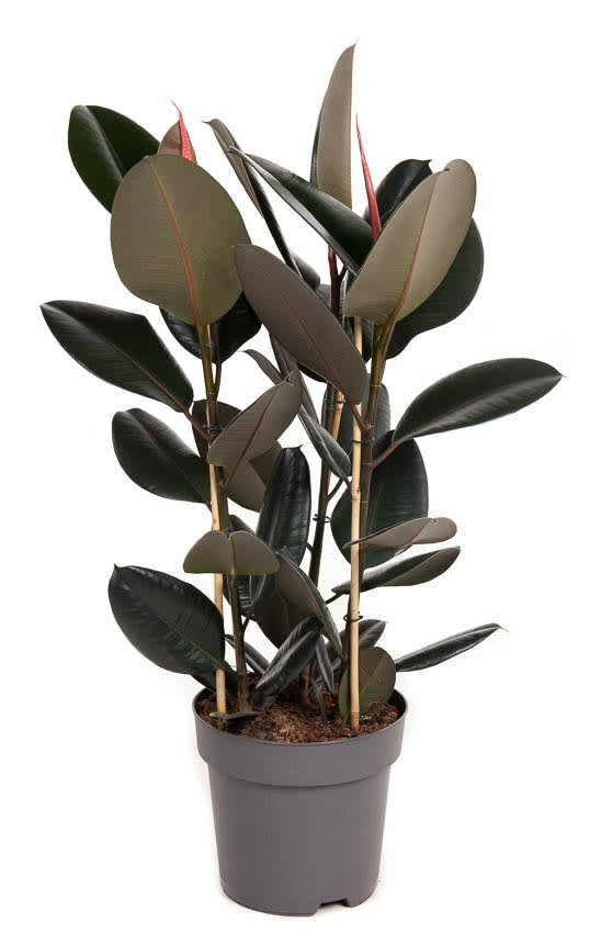 Gummibaum Ficus Abidjan