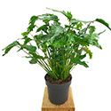 Philodendron